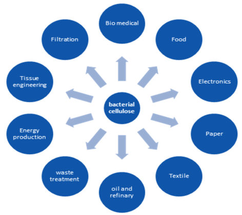 Production Of Bacterial Cellulose From Acetobacter Species And Its