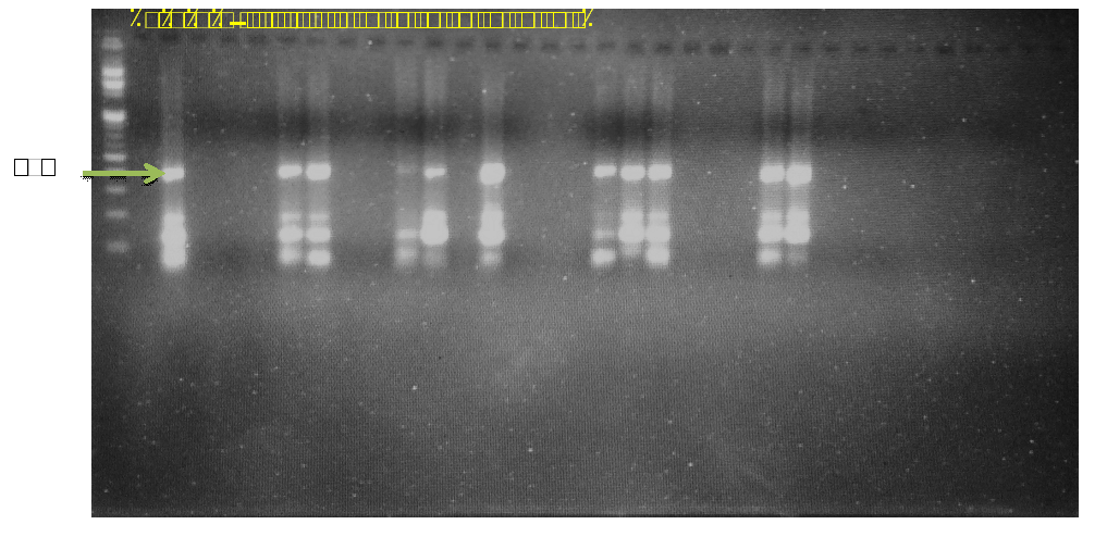 Molecular Screening of Pea Germplasm for Rust Disease Resistance using ...