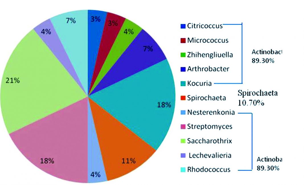 Identification and Phylogenetic Profiling of Bacterial Populations in ...