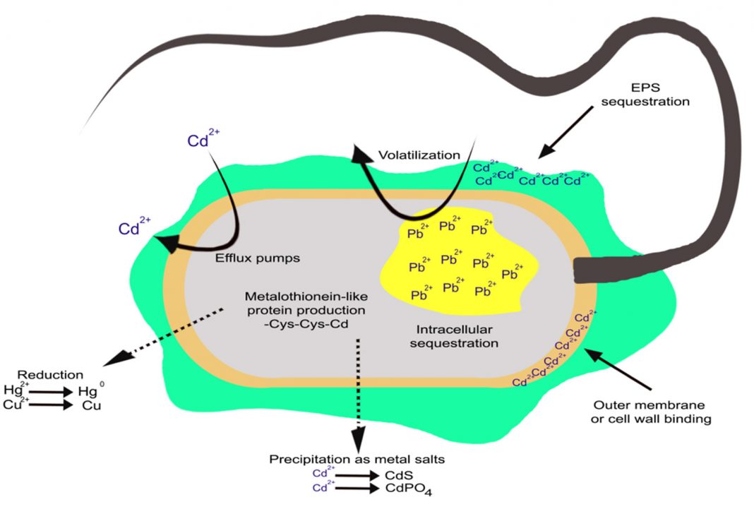 Recent Progress In Metal-Microbe Interactions: Prospects In ...