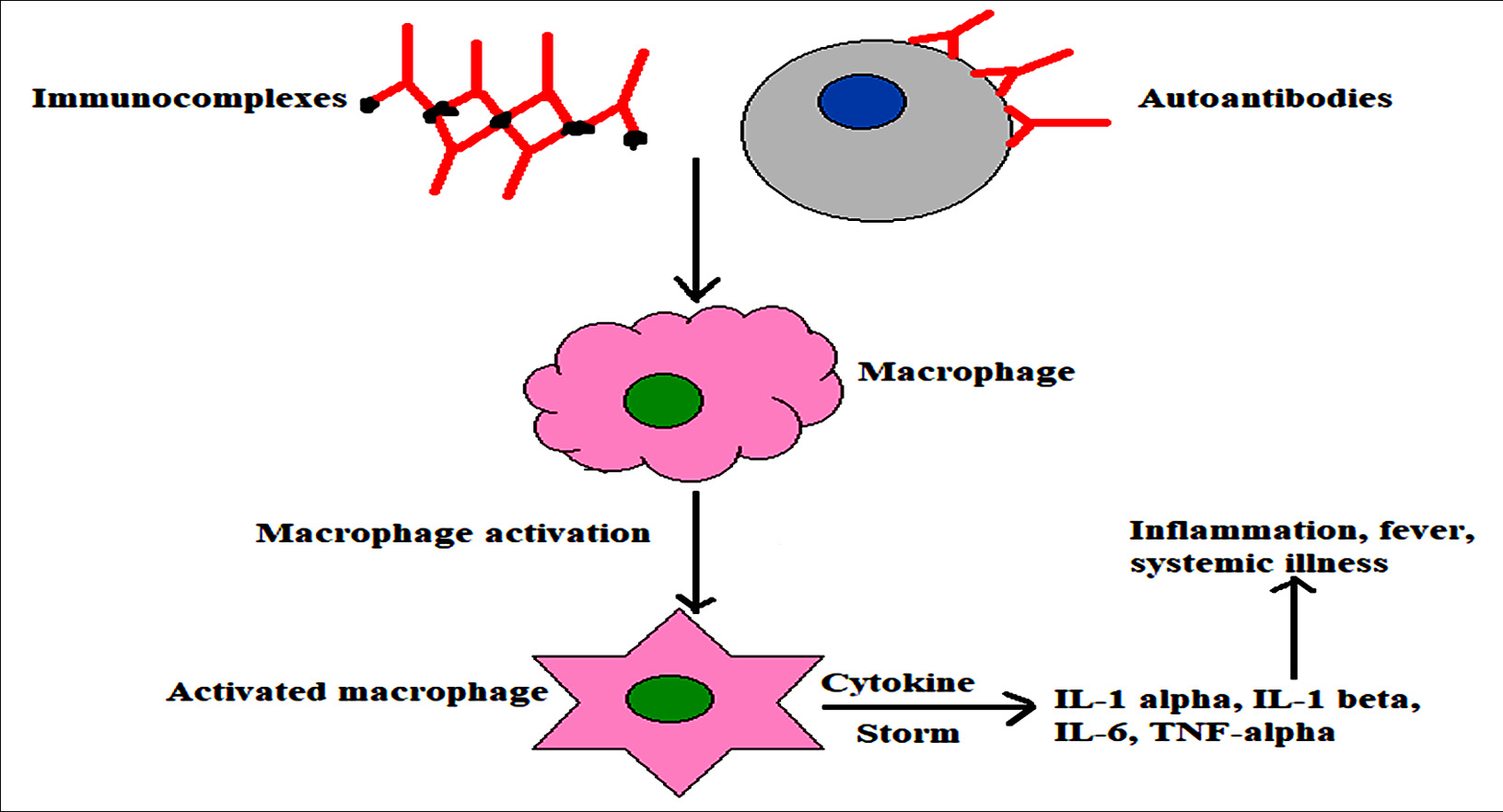 Macrophages Activation