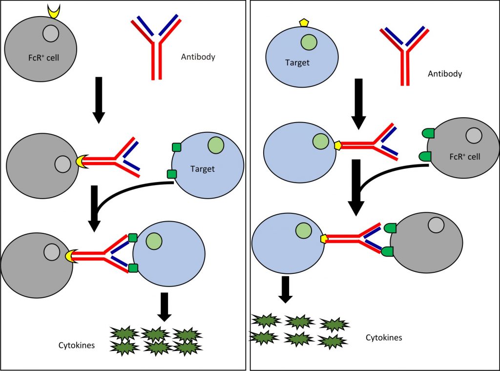 Cytokine Release Syndrome An Overview on its Features and Management