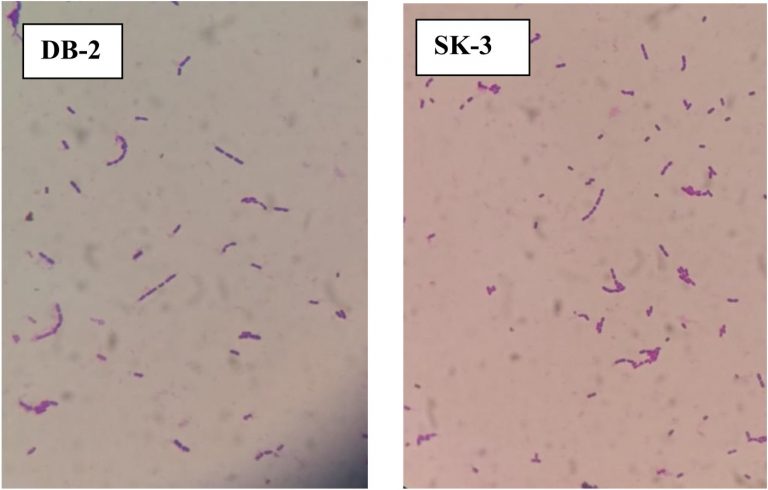 Probiotic Properties of Lactobacillus plantarum - Journal of Pure and ...