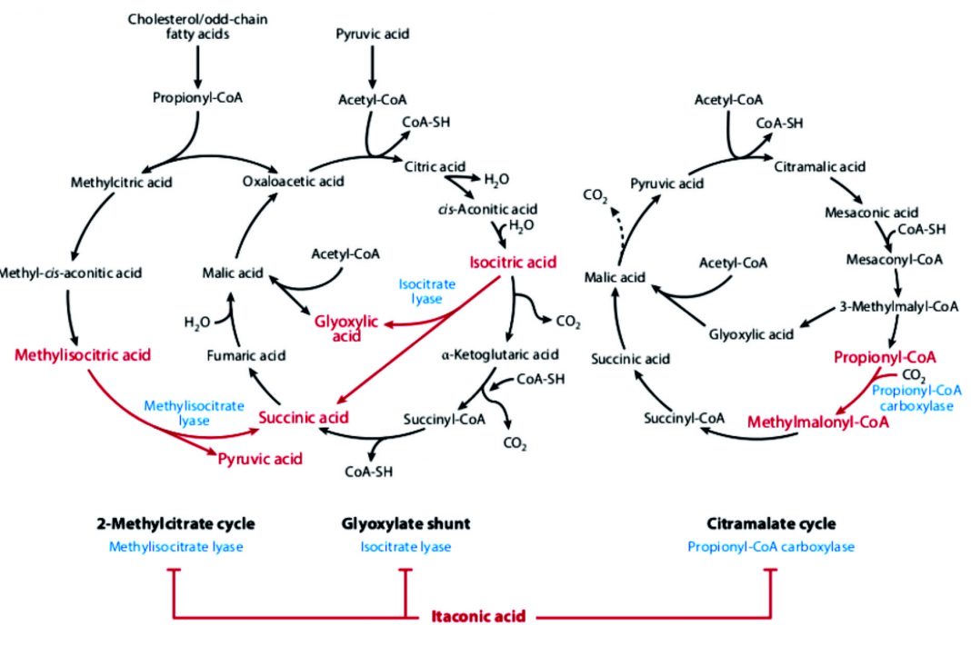 Biochemical and Metabolic Implications of Tricarboxylic Acids and their ...