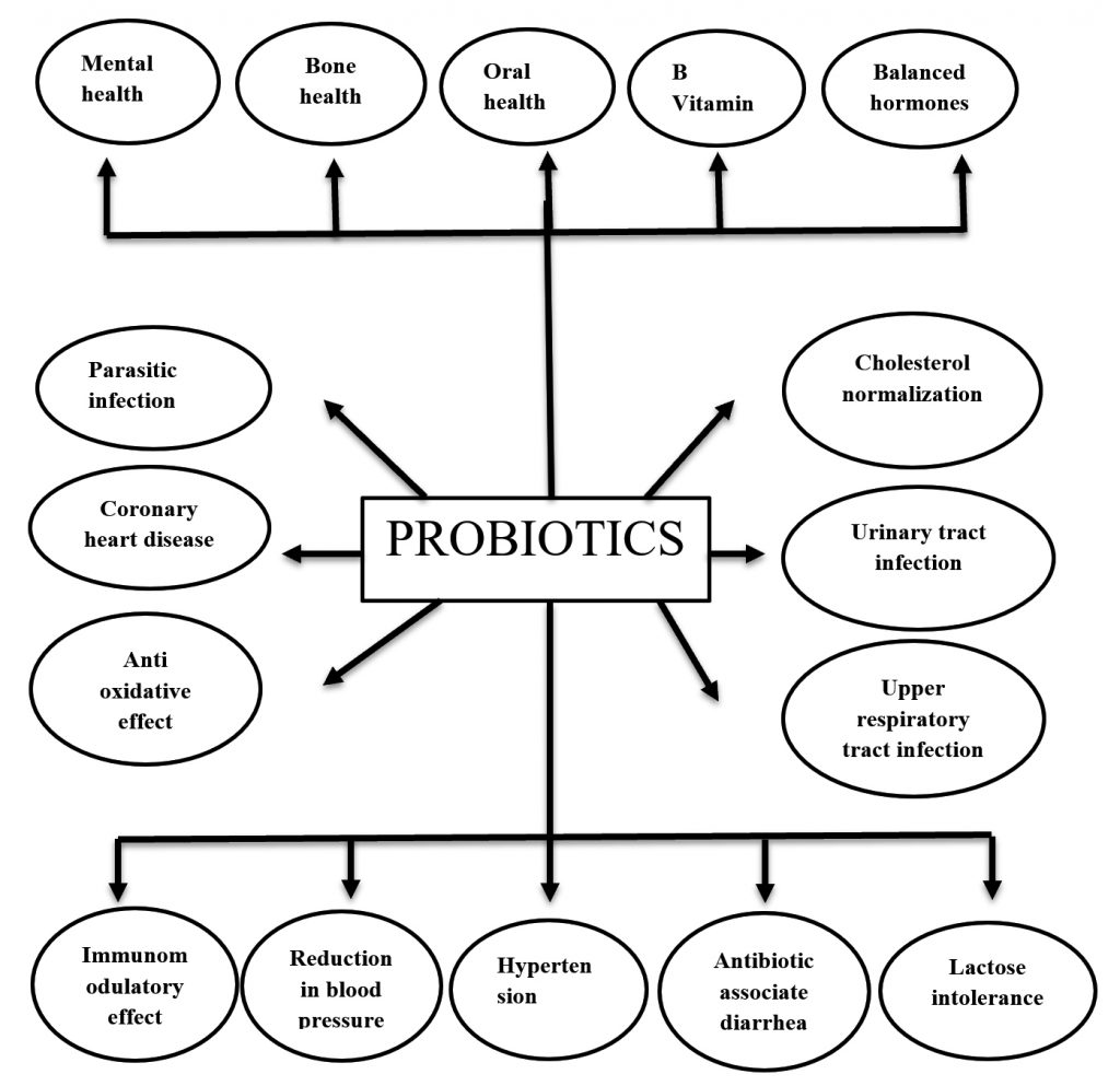 Bifidobacterium sp as Probiotic Agent - Roles and Applications ...