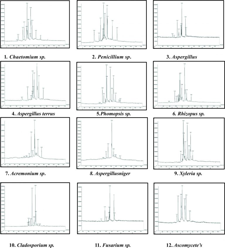 Isolation and Characterization of Marine Endophytic Fungi from Seaweeds ...