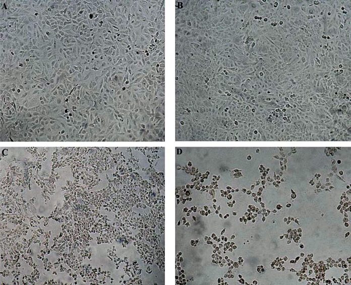 Isolation and Characterization of Marine Endophytic Fungi from Seaweeds ...
