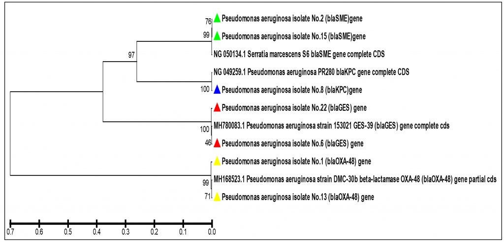 Molecular Detection of Serine Carbapenemase Genes in Carbapenem ...