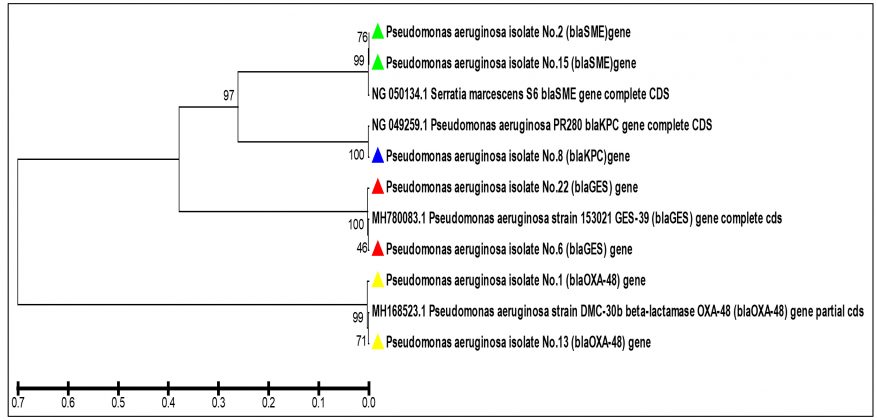 Molecular Detection of Serine Carbapenemase Genes in Carbapenem ...
