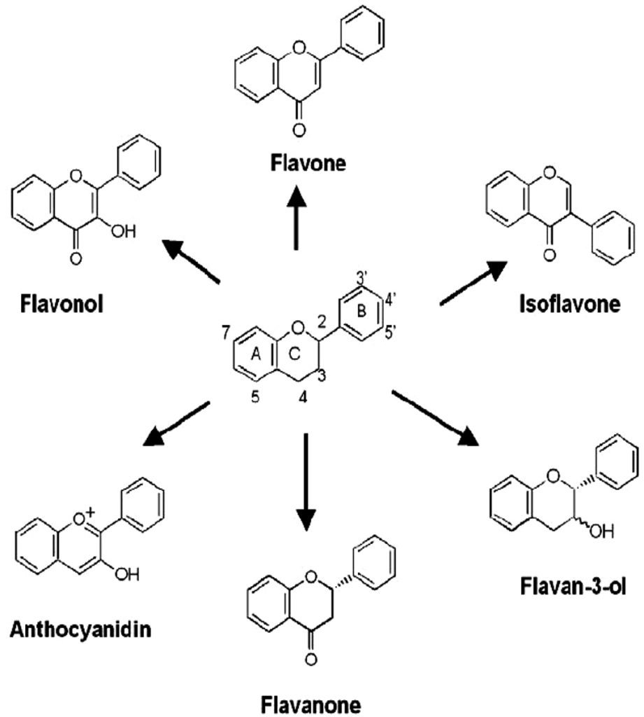 Polyphenols more than an Antioxidant Role and Scope Journal of Pure
