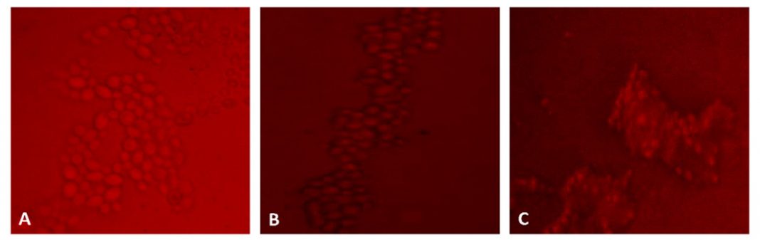 Susceptibility Profile Of Candida Albicans Biofilms On Polyvinyl Chloride Endotracheal Tube To 