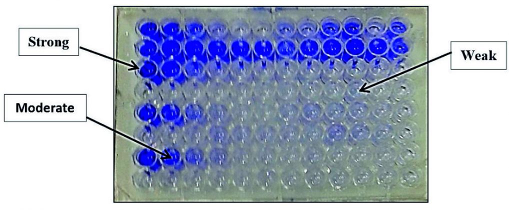 Evaluation of Antibacterial and Antibiofilm Activity of New ...