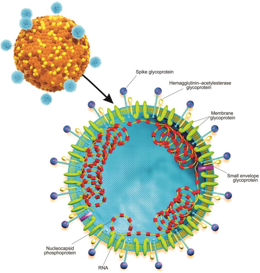 An Overview of Novel Coronavirus SARS-Cov-2 Spanning around the Past ...