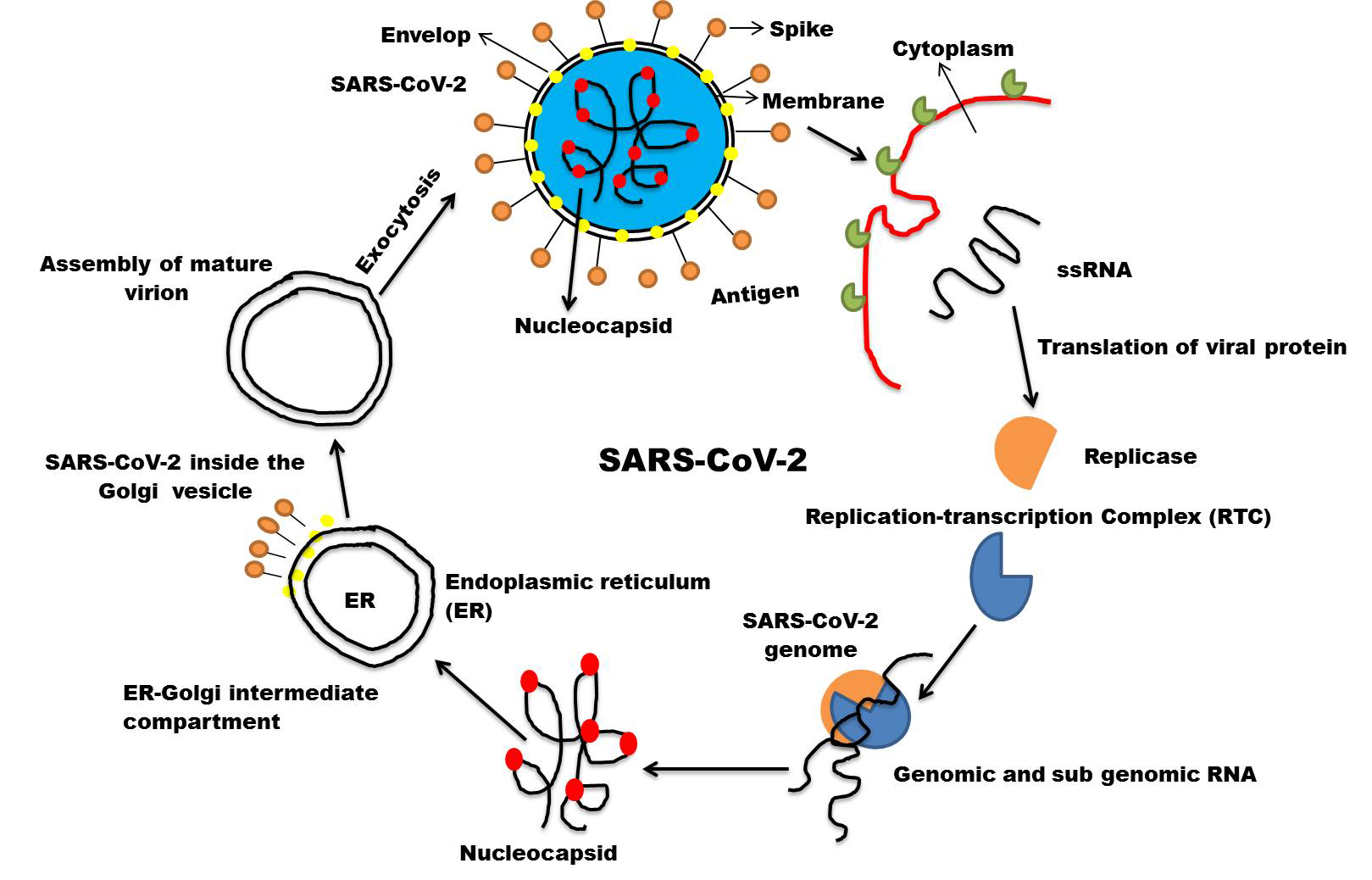 Рнк cov 2. Жизненный цикл коронавируса SARS-cov-2. Жизненный цикл вируса SARS cov 2. +Резистентность коронавируса SARS cov 2. Классы резистентности коронавирус SARS-cov-2.