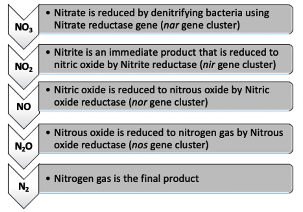 a-bet-hedging-strategy-for-denitrifying-bacteria-curtails-their-release