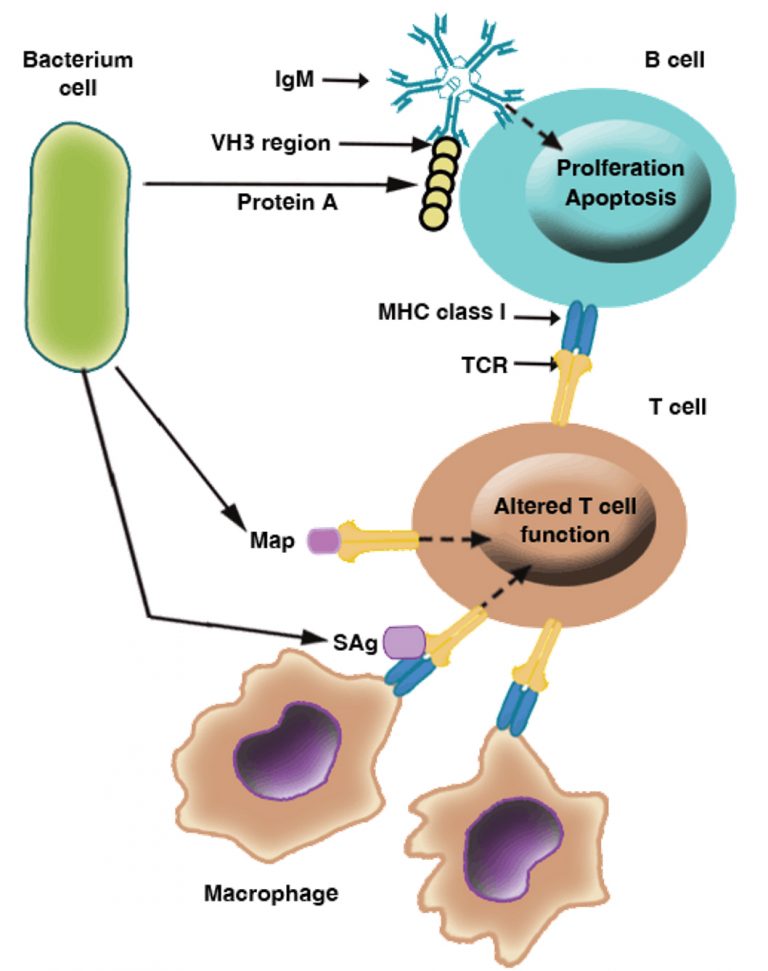 Immune System Evasion Mechanisms In Staphylococcus Aureus: Current ...