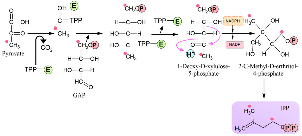 Therapeutic and Biomedical Potentialities of Terpenoids – A Review ...