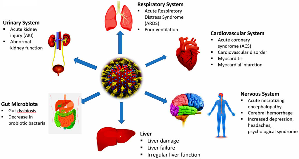 Harmful Effects of COVID-19 on Major Human Body Organs: A Review ...