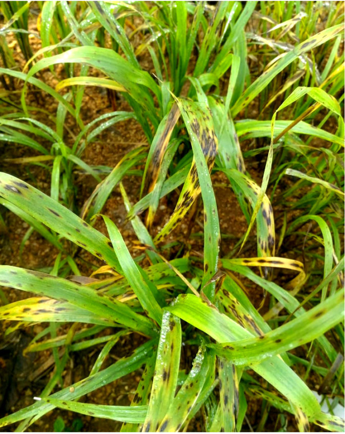 Pearl Millet Blast Pathogen Virulence Study and Identification of