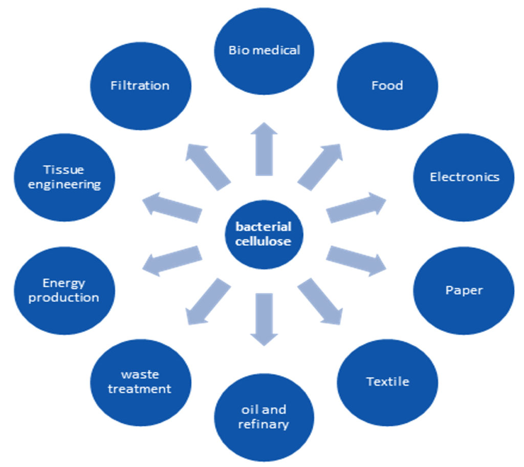 Production of Bacterial Cellulose from Acetobacter Species and Its ...