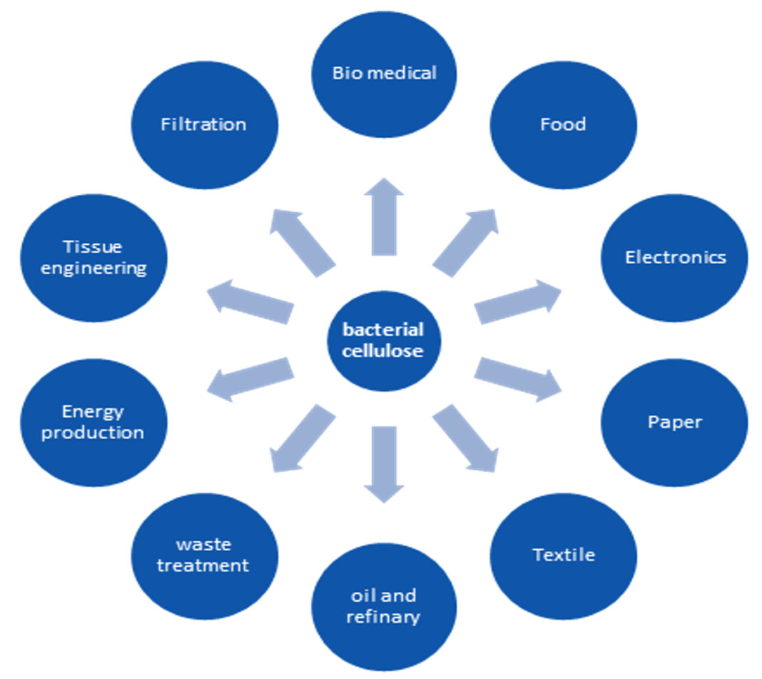 Production of Bacterial Cellulose from Acetobacter Species and Its