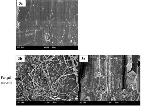 Enhancement of Laccase Production by Optimizing the