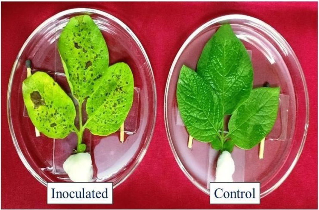 Assessment of Plant Extracts and their In vitro Efficacy against Potato ...