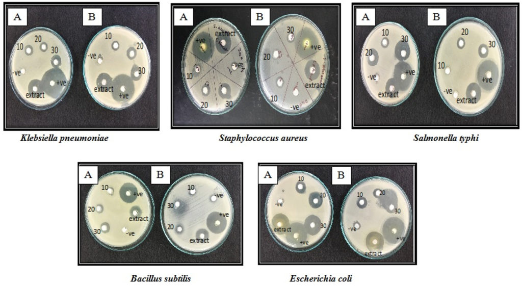 Antibacterial Potential Of Zinc Oxide Nanoparticles Synthesized Using ...