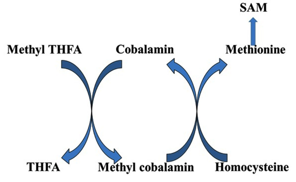 The Potential Role Of Vitamin B12 In The Prevention Of COVID 19   Fg02 20 1024x630 