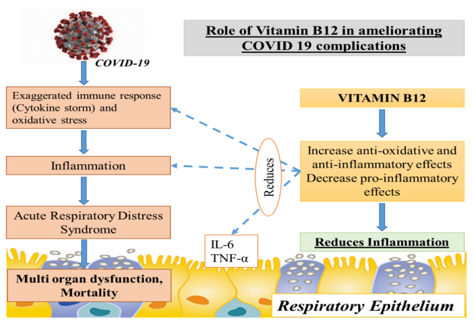 Figure 3 from Vitamin B12: chemical modifications. | Semantic Scholar