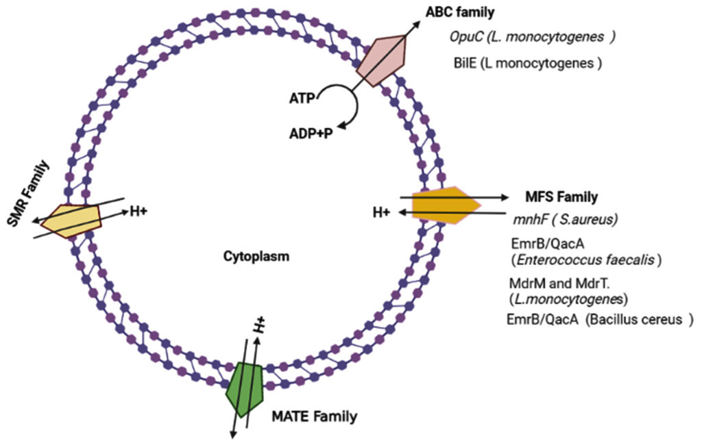 EffluxMediated bile Resistance in GramPositive Pathogens Journal of
