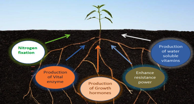 Microbial Activity during Composting and Plant Growth Impact: A Review ...