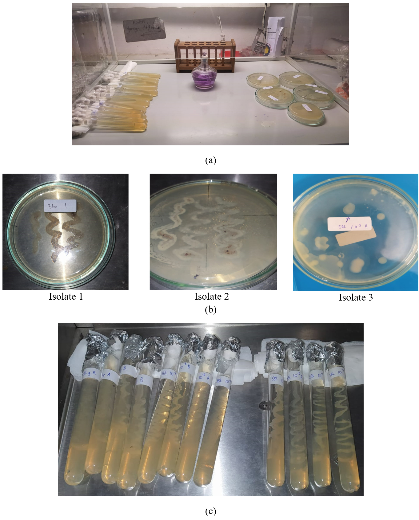 A collection of bacterial isolates from the pig intestine reveals