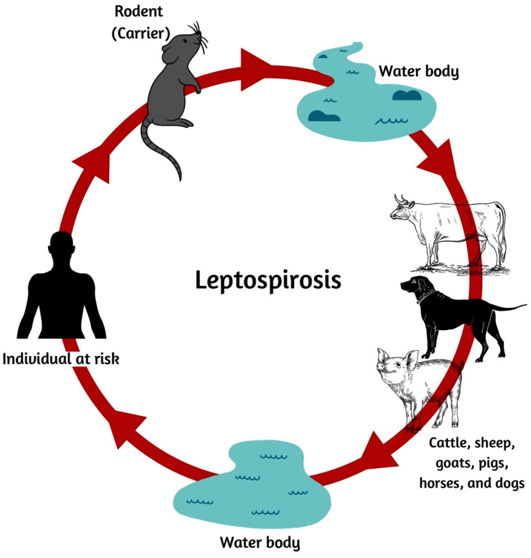 Molecular Diagnostic Methods for the Detection of Leptospirosis