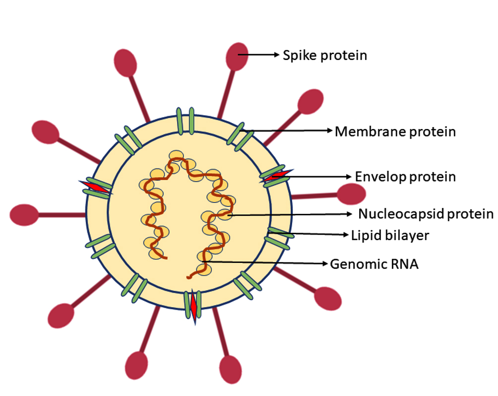 SARS-CoV-2 infection: Pathogenesis, Immune Responses, Diagnosis ...