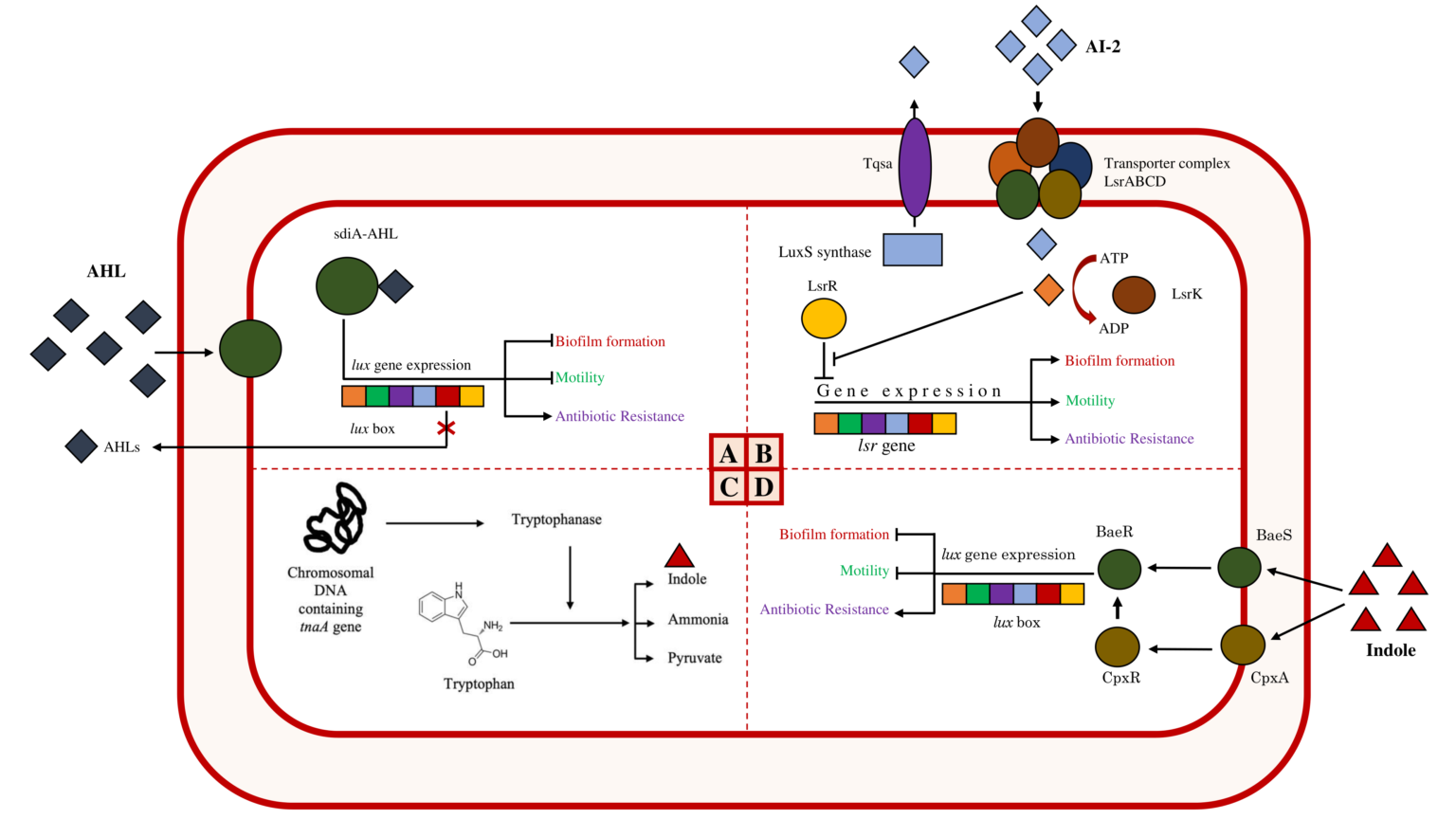 Quorum Sensing Orchestrates Antibiotic Drug Resistance, Biofilm ...