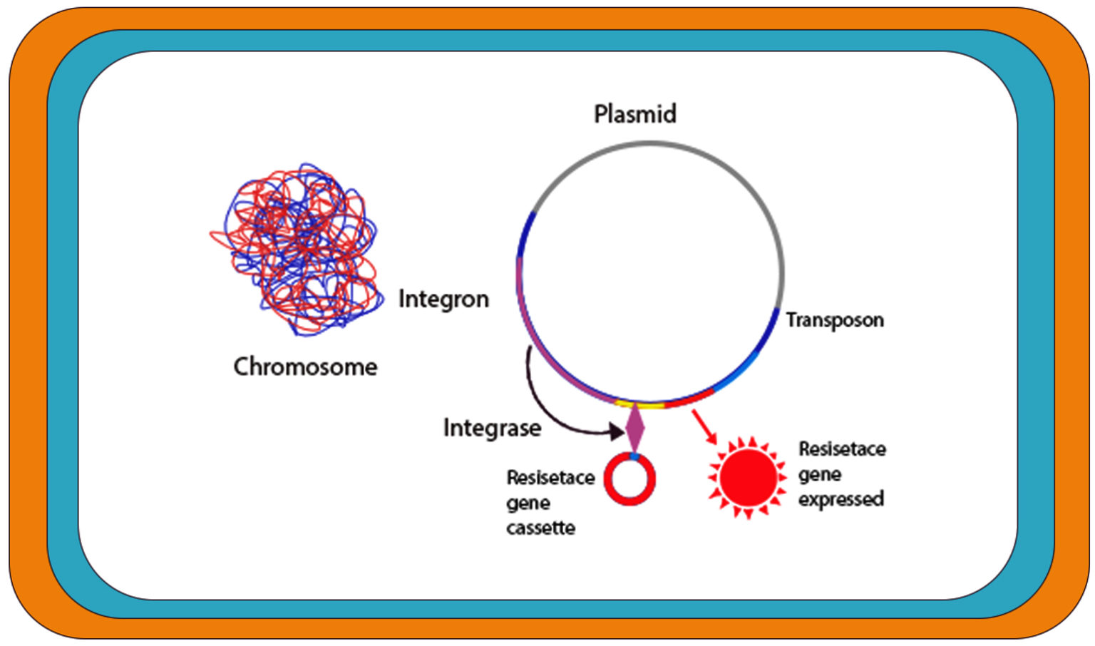 Antibiotic Resistance in Proteus mirabilis Mechanism, Status, and