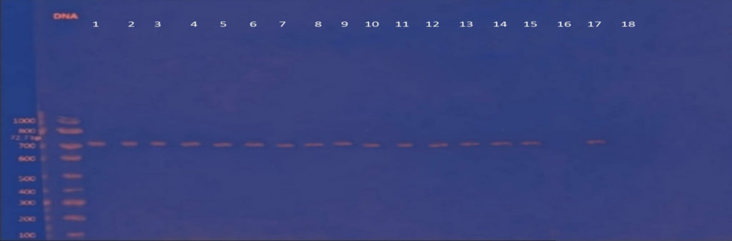 Molecular Characterization Of Shiga Toxin Produced By Escherichia Coli   Fg01 35 1024x338 