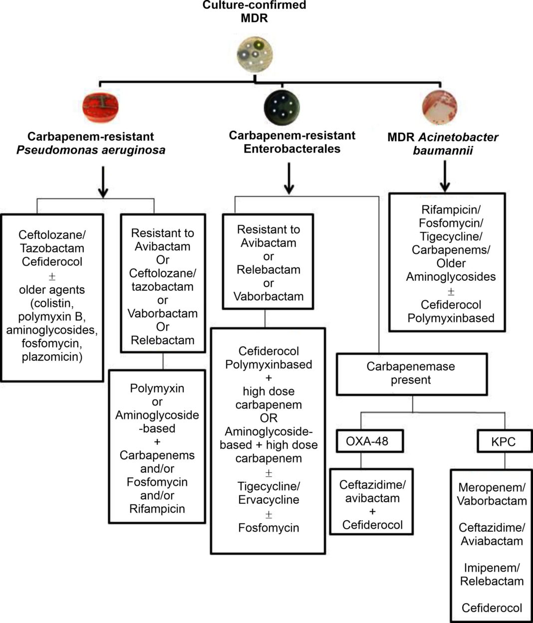 Treatment Of Mdr Gram Negative Bacteria Infections Ongoing And Prospective Journal Of Pure 6970