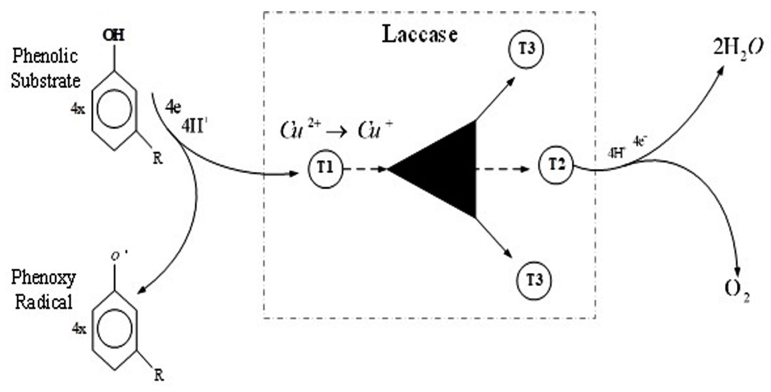 Recent Advancements in Biotechnological Applications of Laccase as a