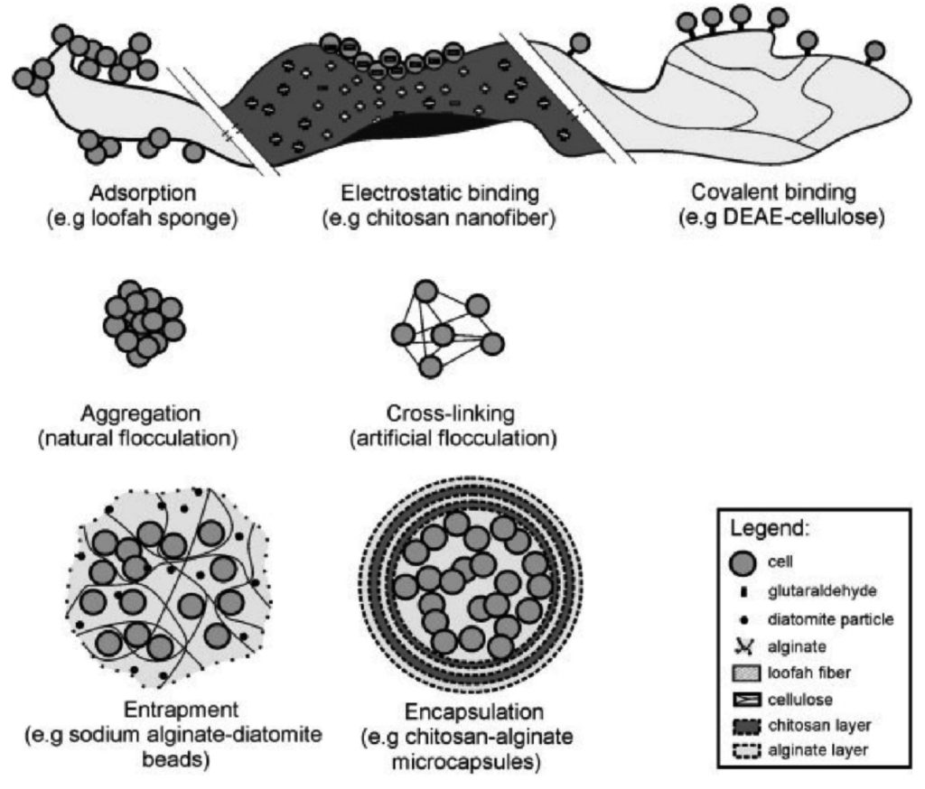 Mechanism Of Microbial Detoxification Of Heavy Metals: A Review ...