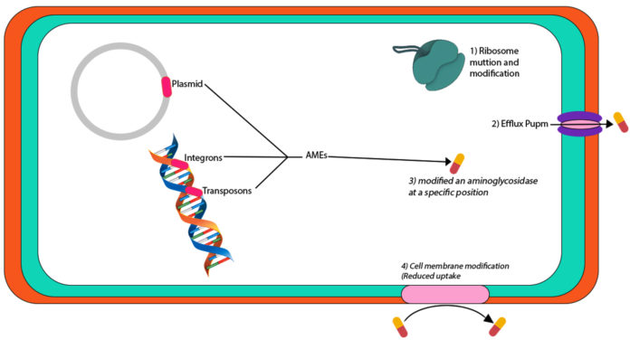 Antibiotic Resistance in Proteus mirabilis: Mechanism, Status, and ...