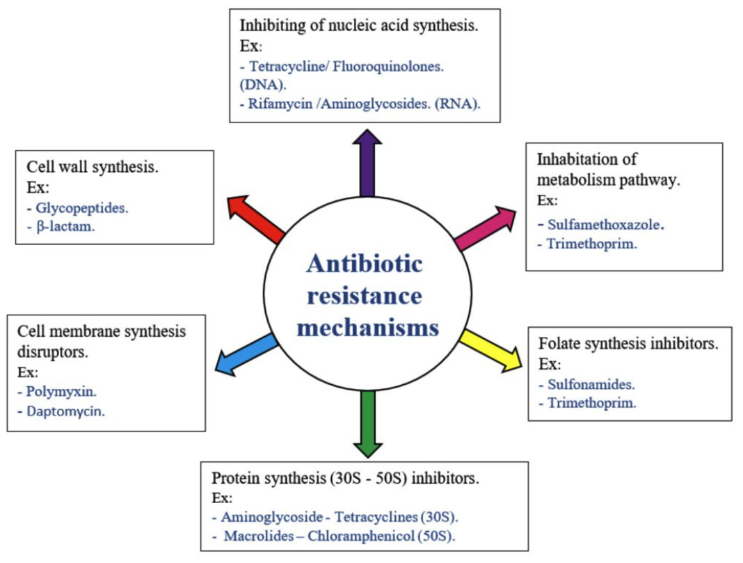 Combating Antibiotic Resistance In Bacteria: The Development Of Novel ...