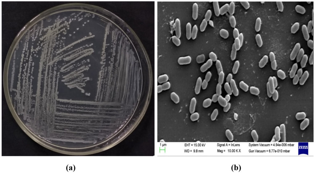 Plant Growth Promoting Endophytic Bacteria Bacillus australimaris BLR41 ...