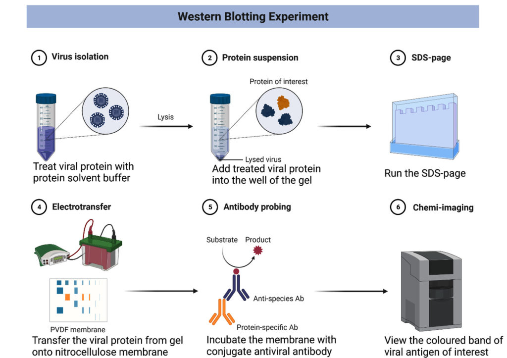 An Overview of Laboratory Diagnosis of Central Nervous System Viral ...