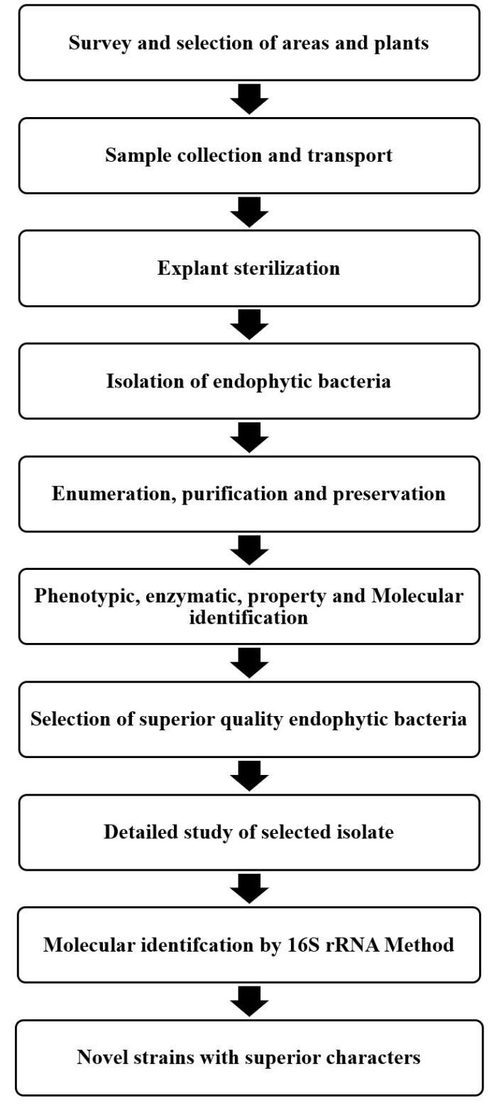 Isolation And Categorization Of Plant Growth Promoting Endophytic ...