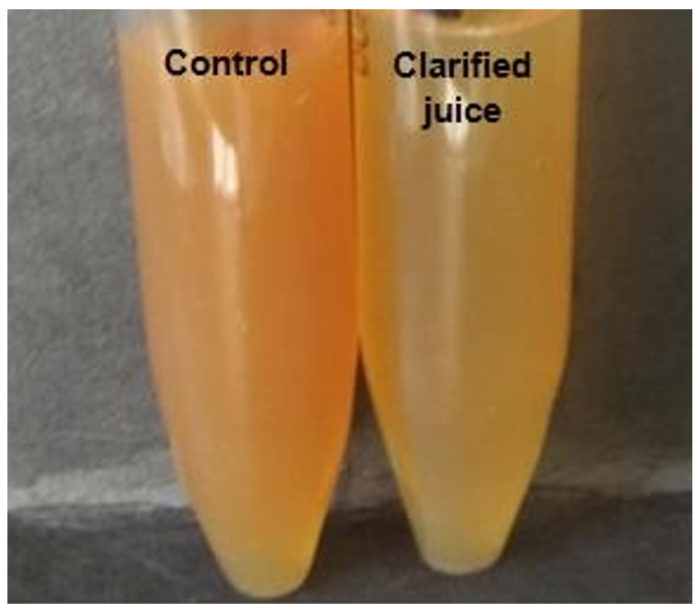 pectinase in fruit juice production experiment