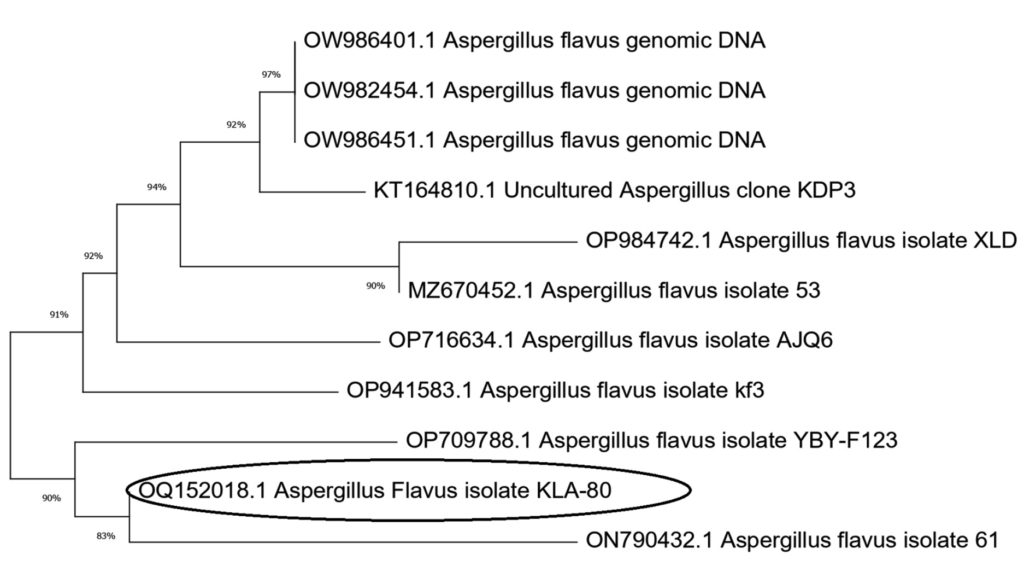 Isolation and Molecular Characterization of the Naringinase Producing