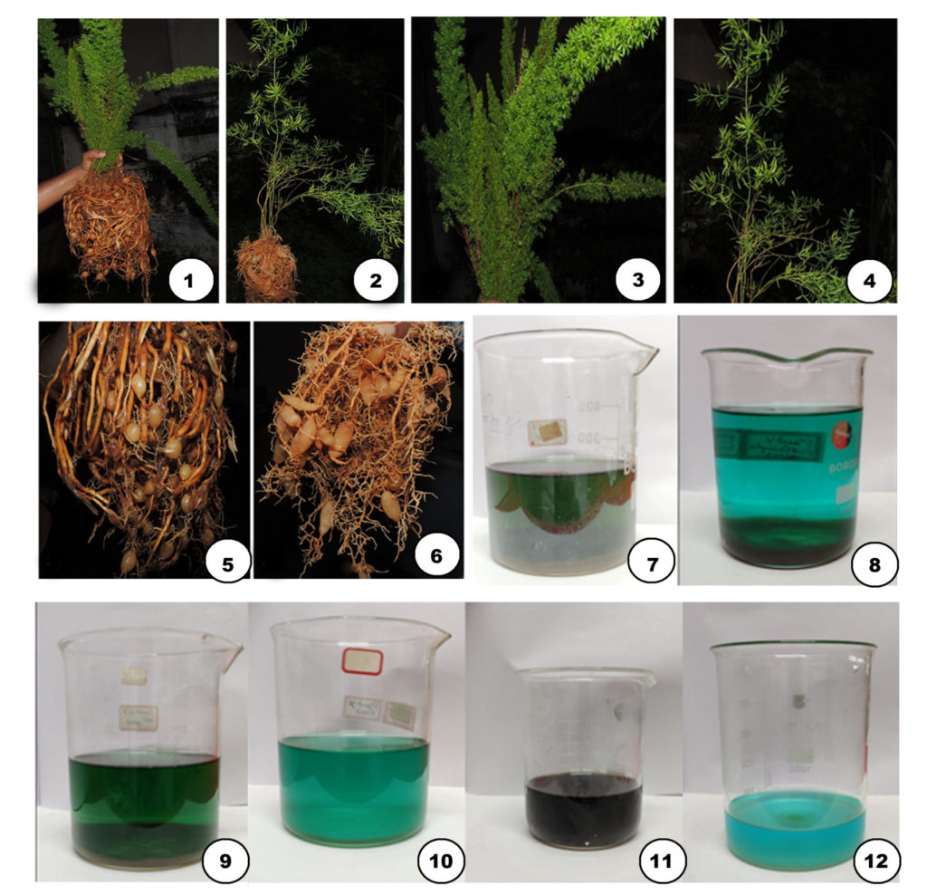 Green Synthesis and Bioactivity of Copper Nanoparticles from Asparagus ...