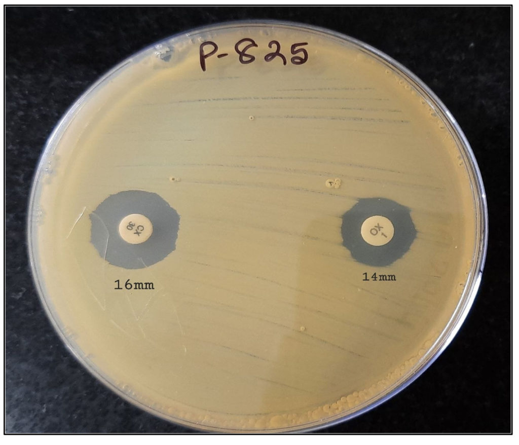 Role of Oxacillin Susceptibility Testing Strategy in Changing Scenario